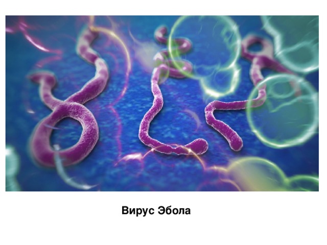 Вирус Эбола 
