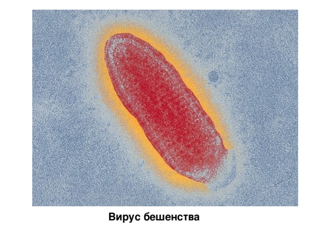 Вирус бешенства 