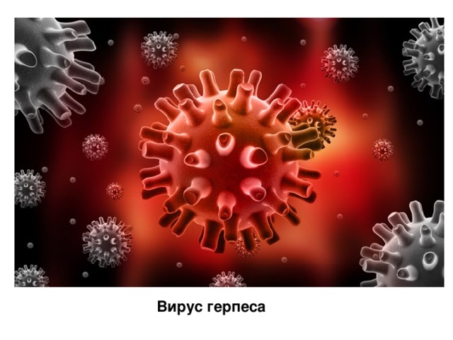 Вирус герпеса 