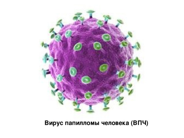 Вирус папилломы человека (ВПЧ) 