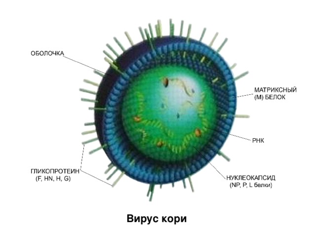 Вирус кори 