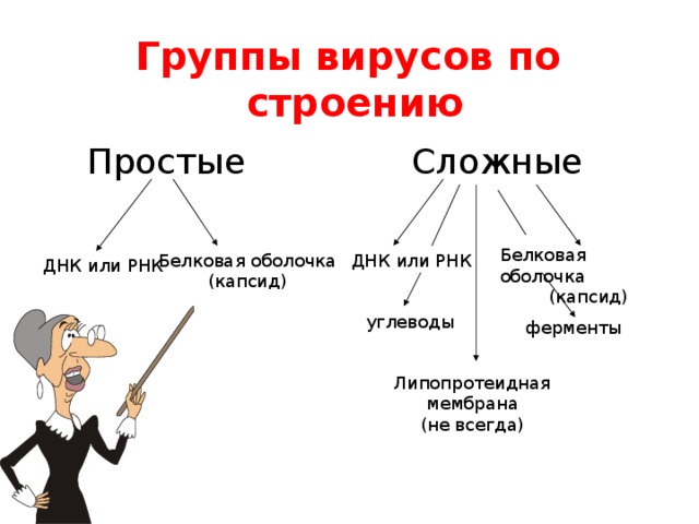 Группы вирусов по строению Сложные Простые Белковая оболочка (капсид) ДНК или РНК Белковая оболочка (капсид) ДНК или РНК углеводы ферменты Липопротеидная мембрана (не всегда) 