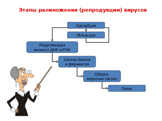  Этапы размножения (репродукции) вирусов  Адсорбция Инъекция Редупликация молекул ДНК и РНК Синтез белков и ферментов Сборка вирусных частиц Лизис 