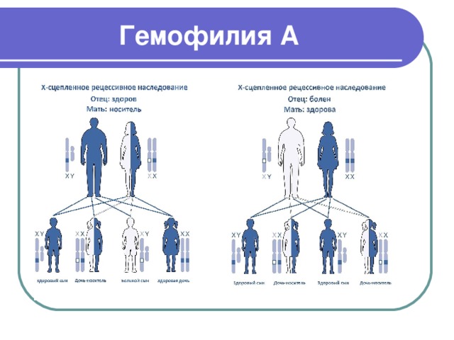 Схема наследования гемофилии у человека