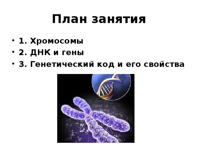 План занятия 1. Хромосомы 2. ДНК и гены 3. Генетический код и его свойства 