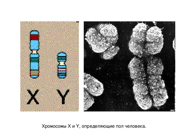 Хромосомы X и Y, определяющие пол человека. 