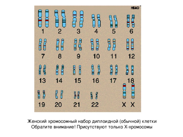 Схема хромосомного набора. Хромосомный набор диплоидной клетки. Диплоидный набор хромосом 1с. Диплоидный набор хромосом человека. Клетка с диплоидным набором хромосом.