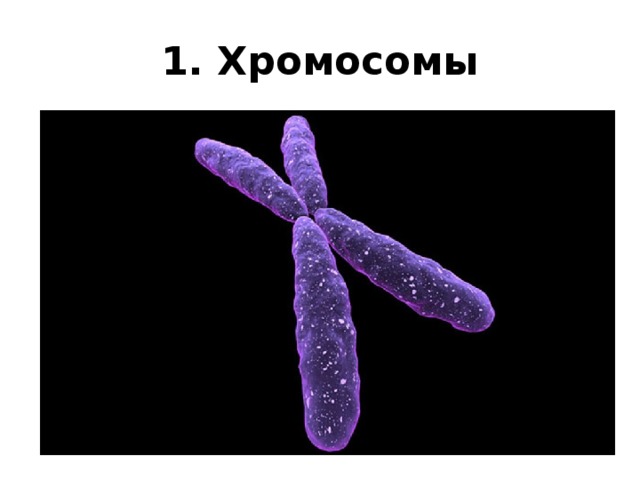 1. Хромосомы 