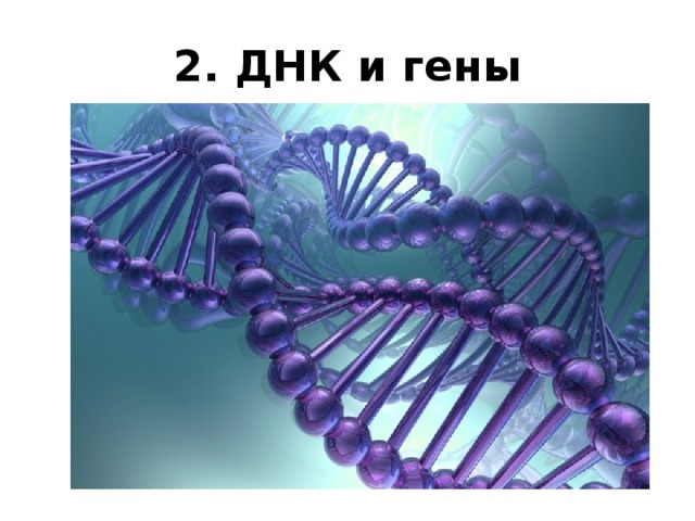 2. ДНК и гены 