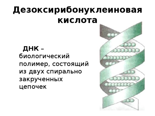 Носители наследственной информации. Презентация ДНК носитель наследственной информации. ДНК биологический полимер. ДНК состоит из двух спирально закрученных цепей. Спирально закрученная цепь.