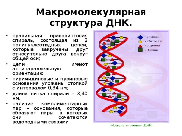 Укажите схему строения вещества которое является хранителем наследственной информации