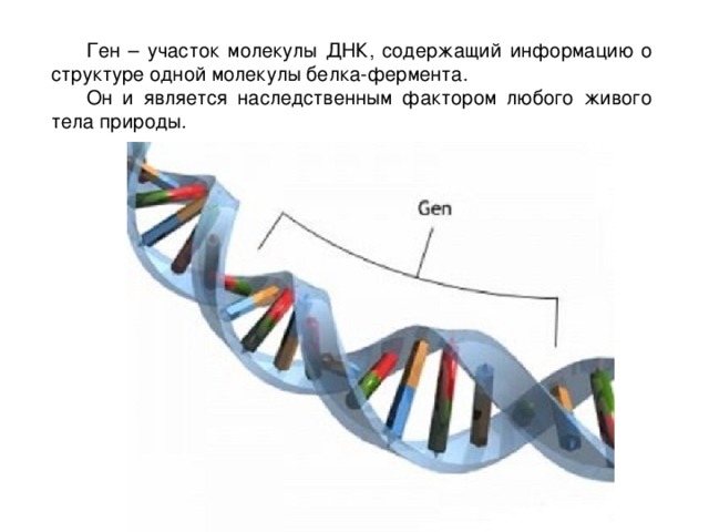 Ген – участок молекулы ДНК, содержащий информацию о структуре одной молекулы белка-фермента. Он и является наследственным фактором любого живого тела природы. 