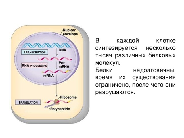 В каждой клетке синтезируется несколько тысяч различных белковых молекул. Белки недолговечны, время их существования ограничено, после чего они разрушаются. 