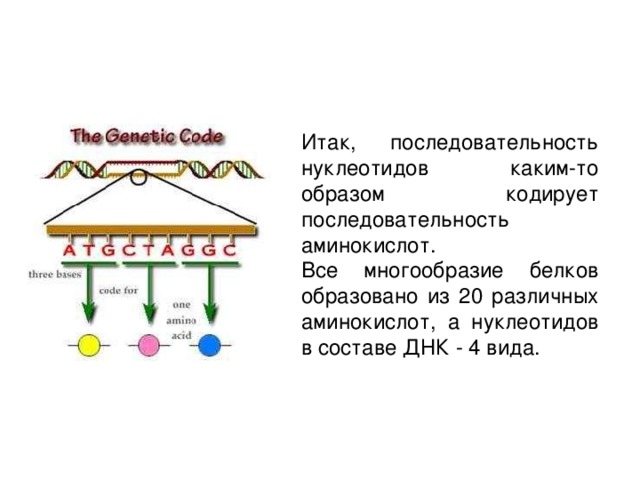 Итак, последовательность нуклеотидов каким-то образом кодирует последовательность аминокислот. Все многообразие белков образовано из 20 различных аминокислот, а нуклеотидов в составе ДНК - 4 вида. 