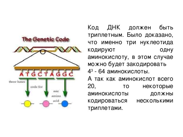 Код ДНК должен быть триплетным. Было доказано, что именно три нуклеотида кодируют одну аминокислоту, в этом случае можно будет закодировать 4 3 - 64 аминокислоты. А так как аминокислот всего 20, то некоторые аминокислоты должны кодироваться несколькими триплетами. 