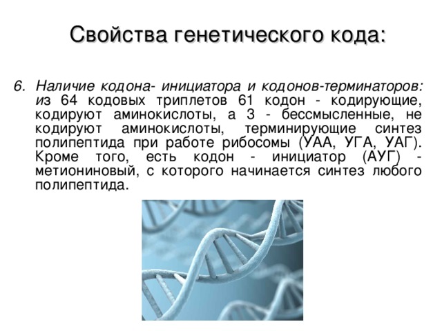 Свойства генетического кода:  Наличие кодона- инициатора и кодонов-терминаторов: и з 64 кодовых триплетов 61 кодон - кодирующие, кодируют аминокислоты, а 3 - бессмысленные, не кодируют аминокислоты, терминирующие синтез полипептида при работе рибосомы (УАА, УГА, УАГ). Кроме того, есть кодон - инициатор (АУГ) - метиониновый, с которого начинается синтез любого полипептида.  