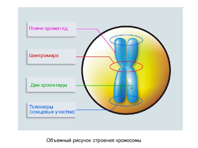 Объемный рисунок строения хромосомы 