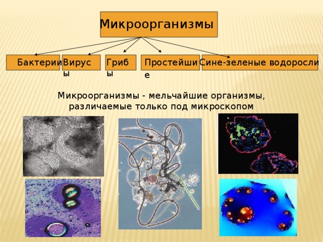 Микроорганизмы Бактерии Вирусы Простейшие  Сине-зеленые водоросли Грибы Микроорганизмы - мельчайшие организмы, различаемые только под микроскопом 