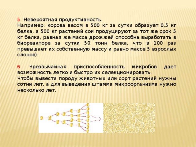 5. Невероятная продуктивность. Например: корова весом в 500 кг за сутки образует 0,5 кг белка, а 500 кг растений сои продуцируют за тот же срок 5 кг белка, равная же масса дрожжей способна выработать в биореакторе за сутки 50 тонн белка, что в 100 раз превышает их собственную массу и равно массе 5 взрослых слонов). 6. Чрезвычайная приспособленность микробов дает возможность легко и быстро их селекционировать. Чтобы вывести породу животных или сорт растений нужны сотни лет, а для выведения штамма микроорганизма нужно несколько лет. 