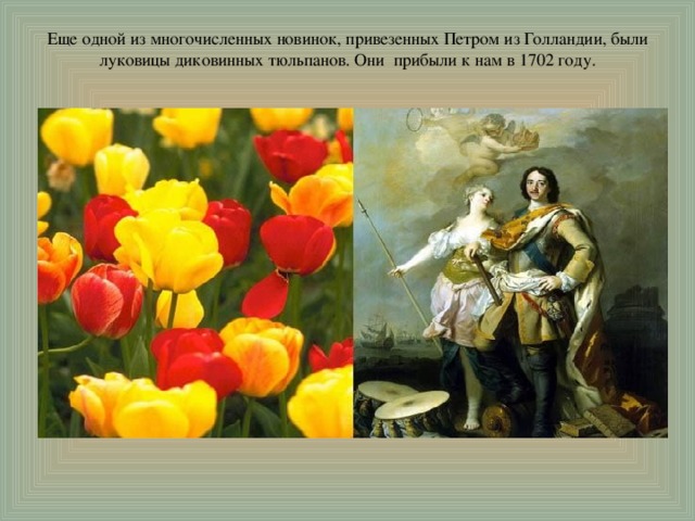 Еще одной из многочисленных новинок, привезенных Петром из Голландии, были луковицы диковинных тюльпанов. Они  прибыли к нам в 1702 году.    