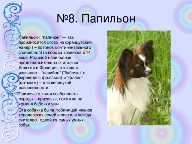 Папильон минусы породы. Папильон собака характеристика. Плюсы папильона. Собака Папийон имена. Имя для папильона мальчика.