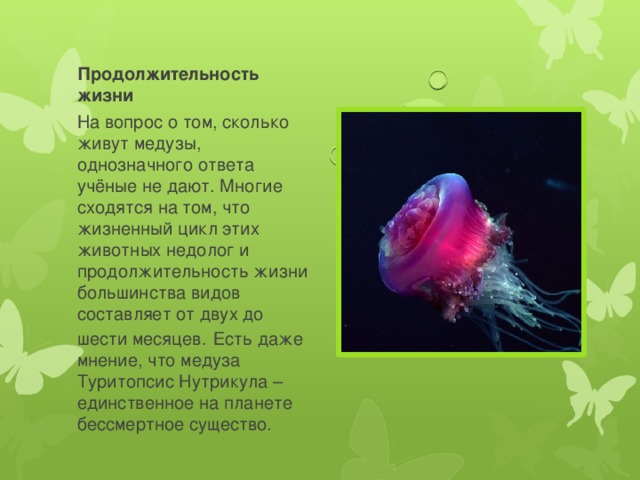 Продолжительность жизни На вопрос о том, сколько живут медузы, однозначного ответа учёные не дают. Многие сходятся на том, что жизненный цикл этих животных недолог и продолжительность жизни большинства видов составляет от двух до шести месяцев.  Есть даже мнение, что медуза Туритопсис Нутрикула –единственное на планете бессмертное существо. 