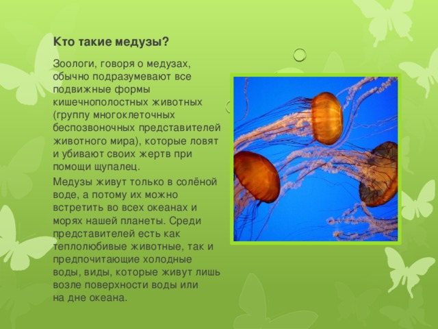 Кто такие медузы? Зоологи, говоря о медузах, обычно подразумевают все подвижные формы кишечнополостных животных (группу многоклеточных беспозвоночных представителей животного мира), которые ловят и убивают своих жертв при помощи щупалец. Медузы живут только в солёной воде, а потому их можно встретить во всех океанах и морях нашей планеты. Среди представителей есть как теплолюбивые животные, так и предпочитающие холодные воды, виды, которые живут лишь возле поверхности воды или на дне океана. 