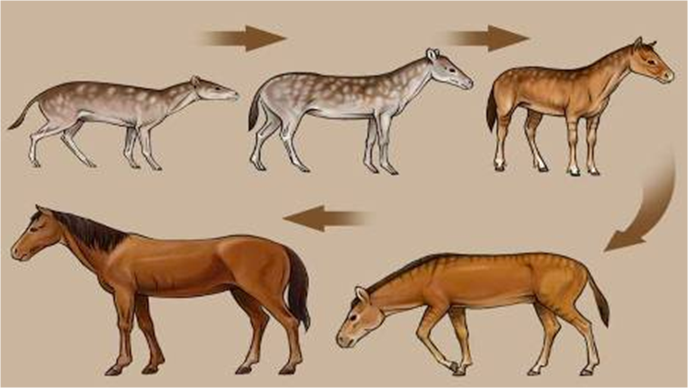 Эволюционные изменения млекопитающих. Эогиппус предок лошади. Филогенетический ряд предков лошади. Филогенетический ряд современной лошади. Эволюция лошадей эогиппус.