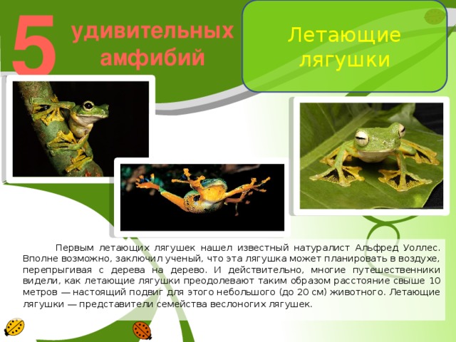 Помоги лягушек взлететь 61 уровень ответ. Летающая лягушка. Информация о лягушках летающих.