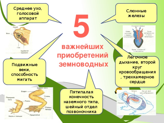 Полость среднего уха у земноводных