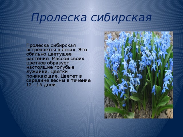 Пролеска сибирская Пролеска сибирская встречается в лесах. Это обильно цветущее растение. Массой своих цветков образует настоящие голубые лужайки. Цветки поникающие. Цветет в середине весны в течение 12 - 15 дней. 