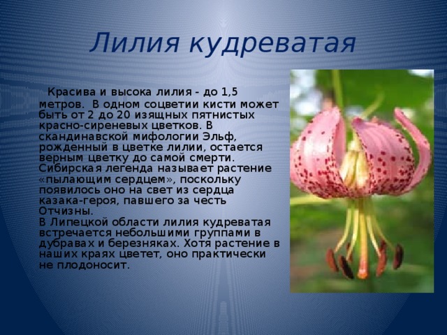 Лилия кудреватая Красива и высока лилия - до 1,5 метров. В одном соцветии кисти может быть от 2 до 20 изящных пятнистых красно-сиреневых цветков. В скандинавской мифологии Эльф, рожденный в цветке лилии, остается верным цветку до самой смерти. Сибирская легенда называет растение «пылающим сердцем», поскольку появилось оно на свет из сердца казака-героя, павшего за честь Отчизны. В Липецкой области лилия кудреватая встречается небольшими группами в дубравах и березняках. Хотя растение в наших краях цветет, оно практически не плодоносит. 