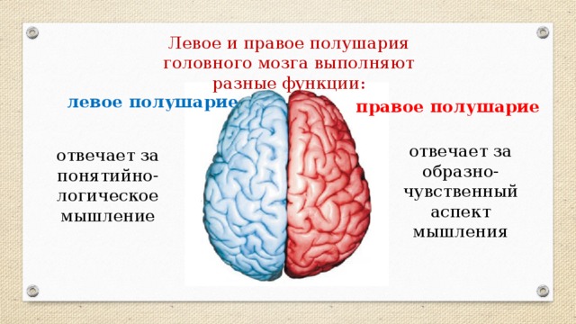 Левое и правое полушария головного мозга выполняют разные функции: левое полушарие правое полушарие отвечает за образно-чувственный аспект мышления отвечает за понятийно-логическое мышление 