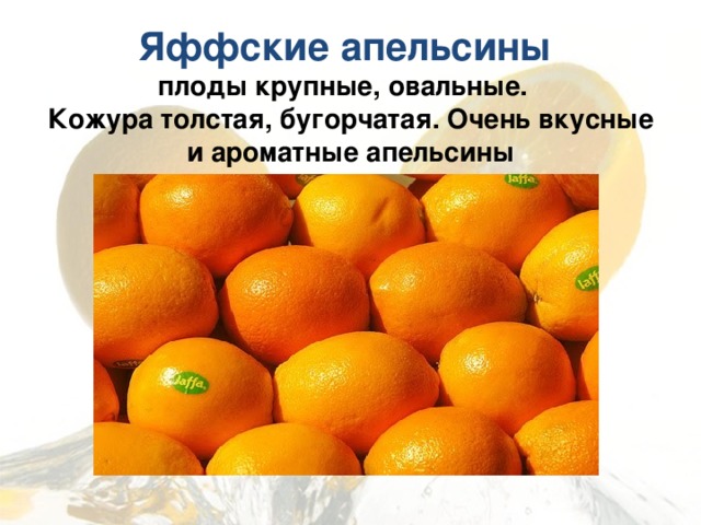  Яффские апельсины  плоды крупные, овальные.  Кожура толстая, бугорчатая. Очень вкусные и ароматные апельсины   