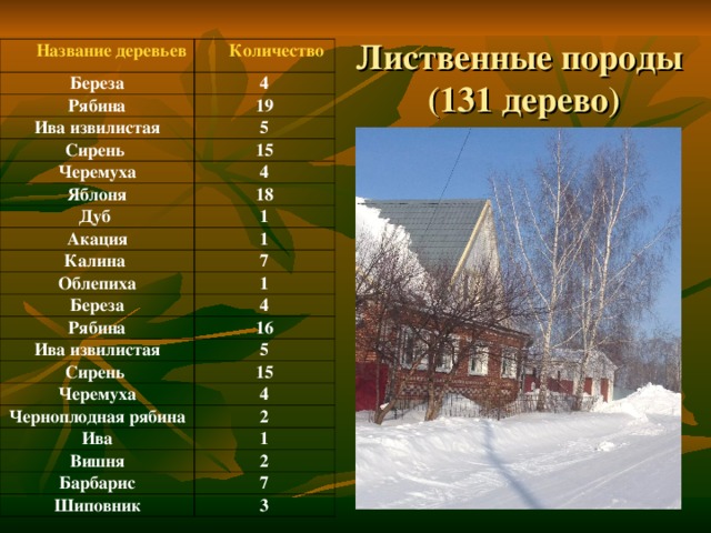 Сколько назвали. Имена деревьев на чеченском. Дерево среднего рода название. Дерево с именами имени. Черемуха твердая или мягкая порода дерева.