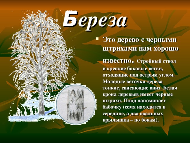 Сколько деревьев можно. Характеристика тонких деревьях. Крона какого дерева лучше задерживает пыль.