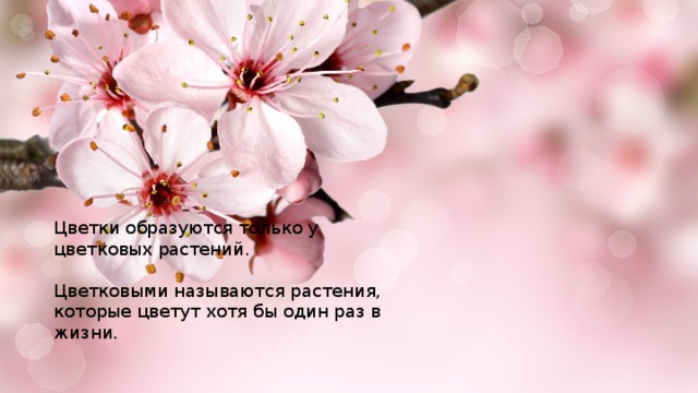Цветки образуются только у цветковых растений.   Цветковыми называются растения, которые цветут хотя бы один раз в жизни. 