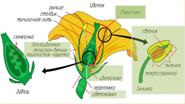 Пестик 