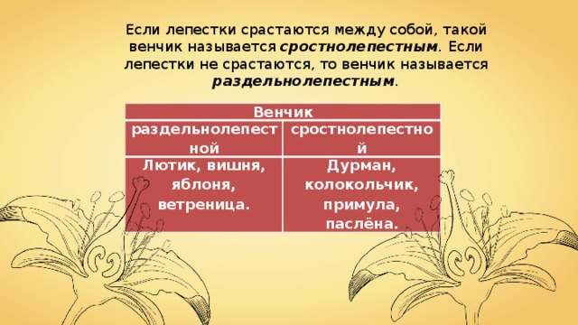 Лепестки венчика срастаются. Свободнолепестный венчик. Сростнолепестный венчик цветка. Сросшиеся лепестки. Сростнолепестный венчик у паслёновых.