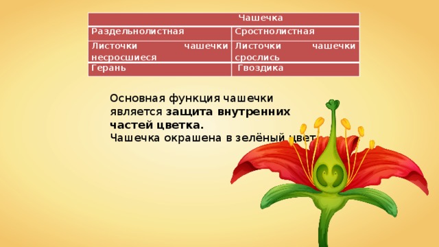  Чашечка Раздельнолистная Сростнолистная Листочки чашечки несросшиеся Листочки чашечки срослись Герань  Гвоздика Основная функция чашечки является защита внутренних частей цветка. Чашечка окрашена в зелёный цвет. 