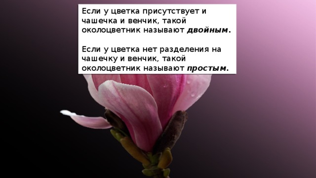 Если у цветка присутствует и чашечка и венчик, такой околоцветник называют двойным . Если у цветка нет разделения на чашечку и венчик, такой околоцветник называют простым. 