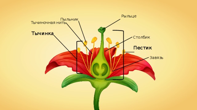 Рыльце Пыльник Тычиночная нить Тычинка Столбик Пестик Завязь 