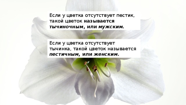 Если у цветка отсутствует пестик, такой цветок называется тычиночным , или мужским. Если у цветка отсутствует тычинка, такой цветок называется пестичным, или женским. 