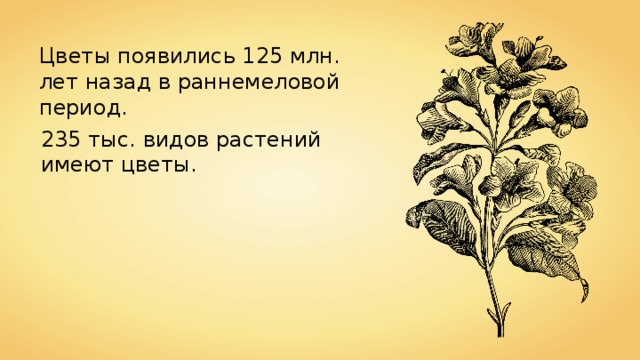 Цветы появились 125 млн. лет назад в раннемеловой период. 235 тыс. видов растений имеют цветы. 