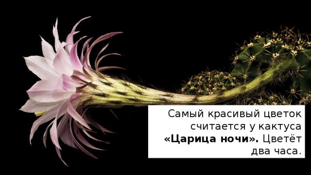 Самый красивый цветок считается у кактуса «Царица ночи». Цветёт два часа. 