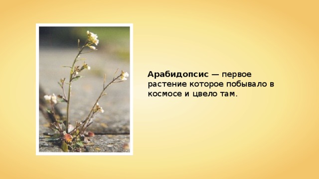 Арабидопсис — первое растение которое побывало в космосе и цвело там. 