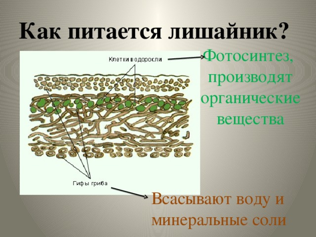 Лишайники функции гриба и водоросли. Внутреннее строение лишайника. Микроскопическое строение лишайника. Внешнее и внутреннее строение лишайников. Строение лишайника 5.