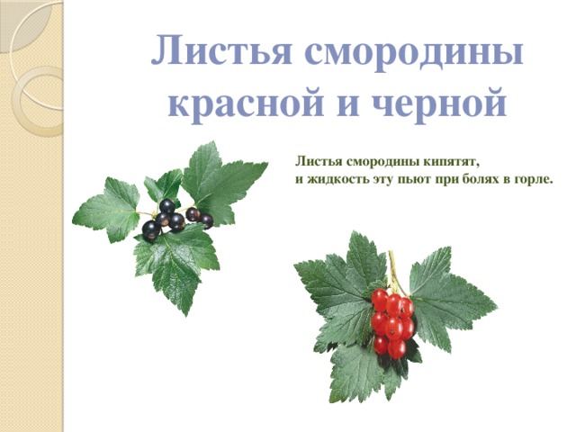 Значение роста в жизни смородины. Листья красной и черной смородины отличие. Листья черной и красной смородины. Описание листа смородины. Расположение листа у смородины.