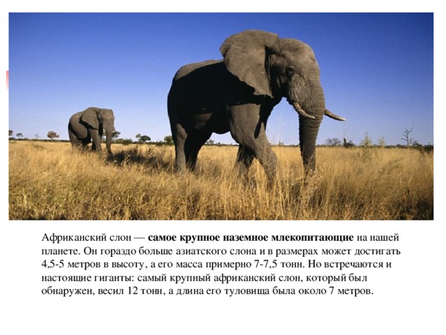 Африканский слон —  самое крупное наземное млекопитающие  на нашей планете. Он гораздо больше азиатского слона и в размерах может достигать 4,5-5 метров в высоту, а его масса примерно 7-7,5 тонн. Но встречаются и настоящие гиганты: самый крупный африканский слон, который был обнаружен, весил 12 тонн, а длина его туловища была около 7 метров. 