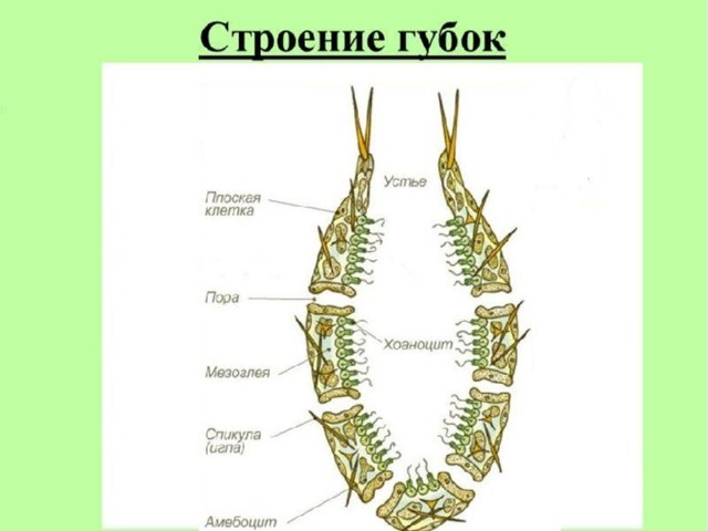 Губки презентация 7 класс биология